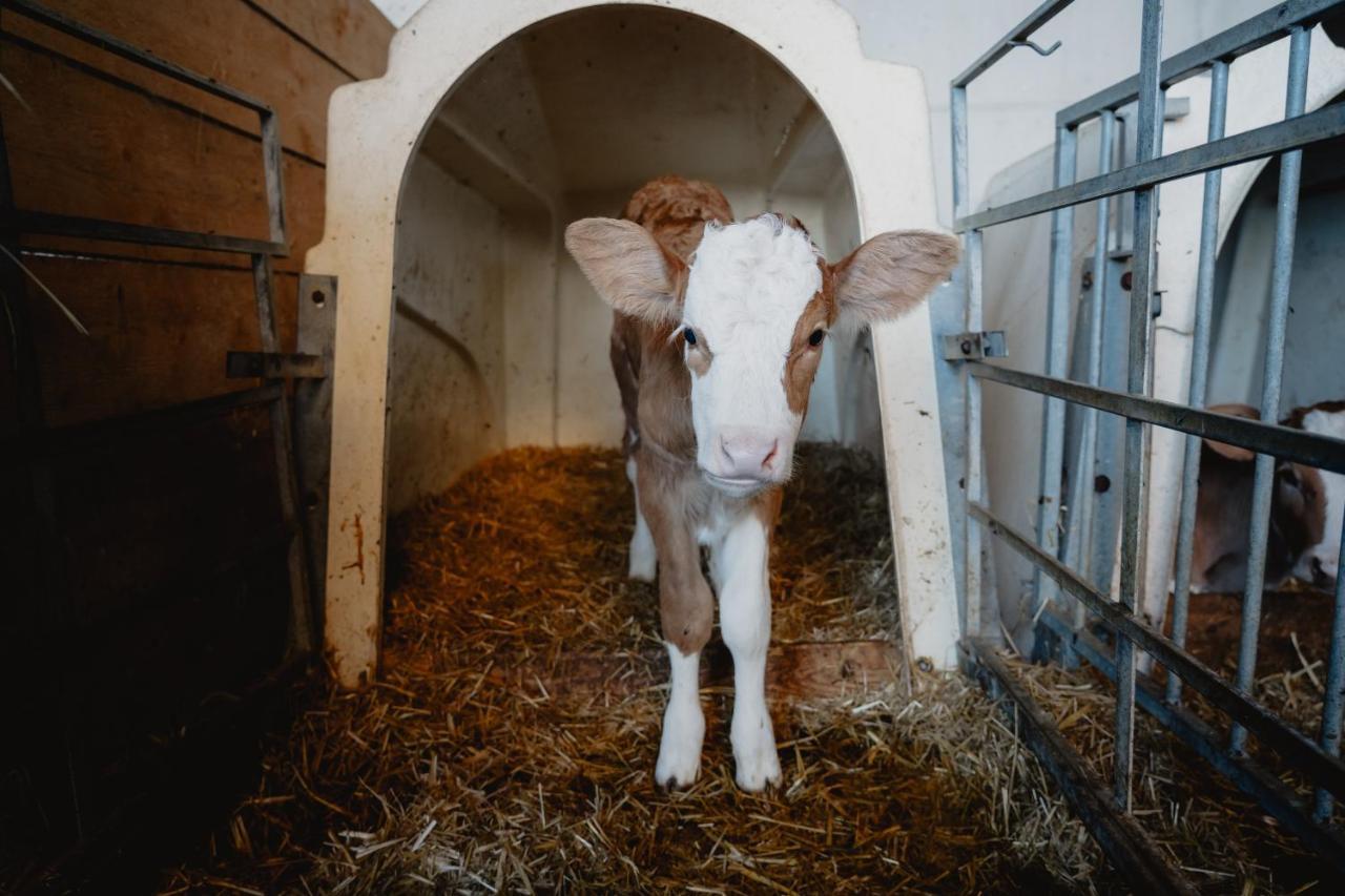 Knollgut Ferienwohnung Buchberg Goldegg im Pongau Exterior foto