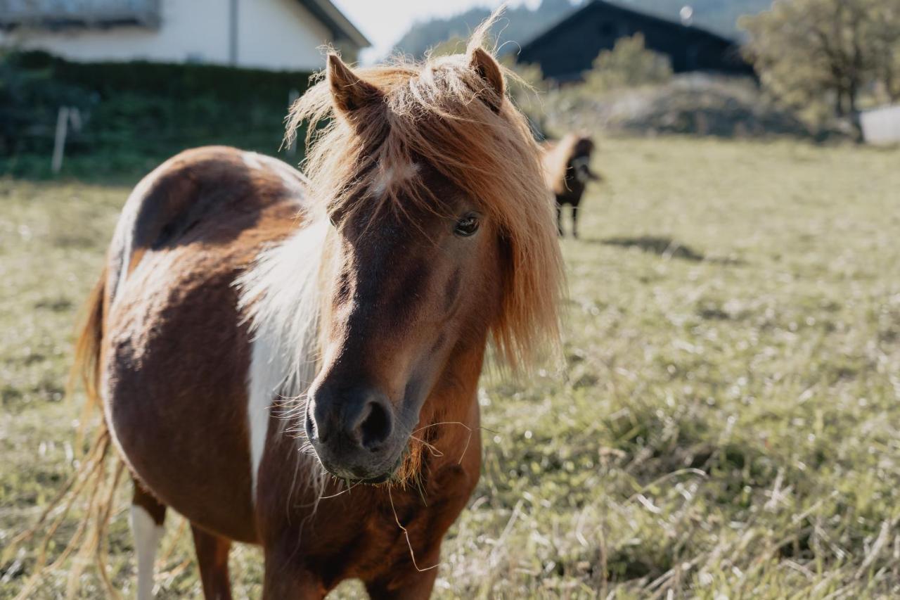 Knollgut Ferienwohnung Buchberg Goldegg im Pongau Exterior foto