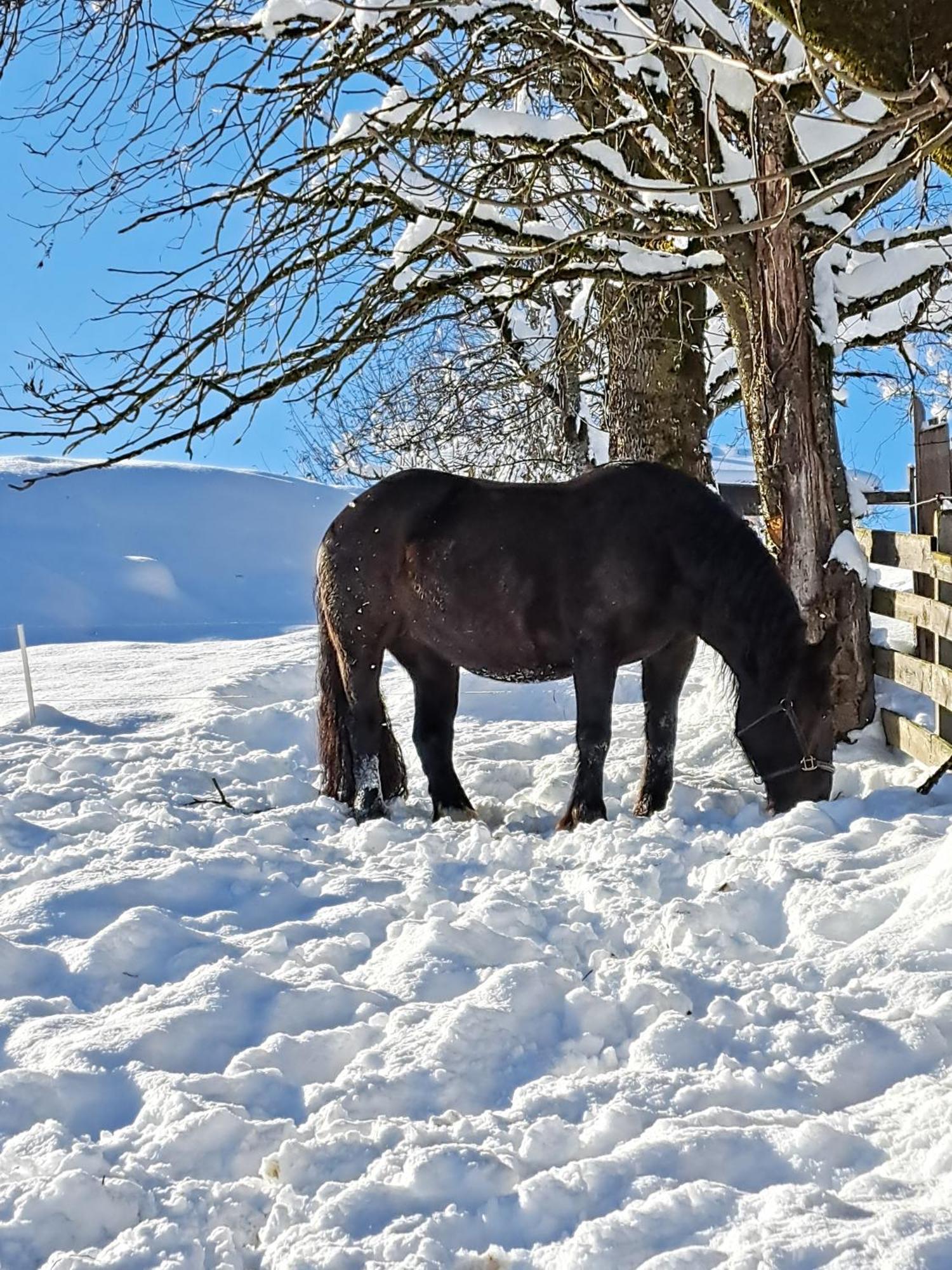 Knollgut Ferienwohnung Buchberg Goldegg im Pongau Exterior foto